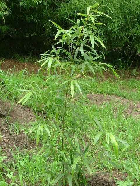 <i> Phyllostachys acuta</i> 
