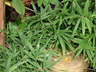 <i> Sasaella hidaensis</i> 'muraii'