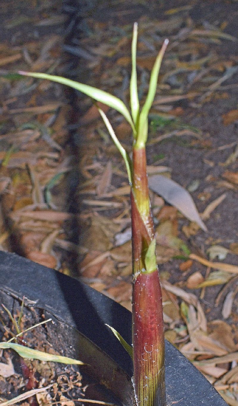 <i> Himalayacalamus falconeri</i> 'Damarapa'