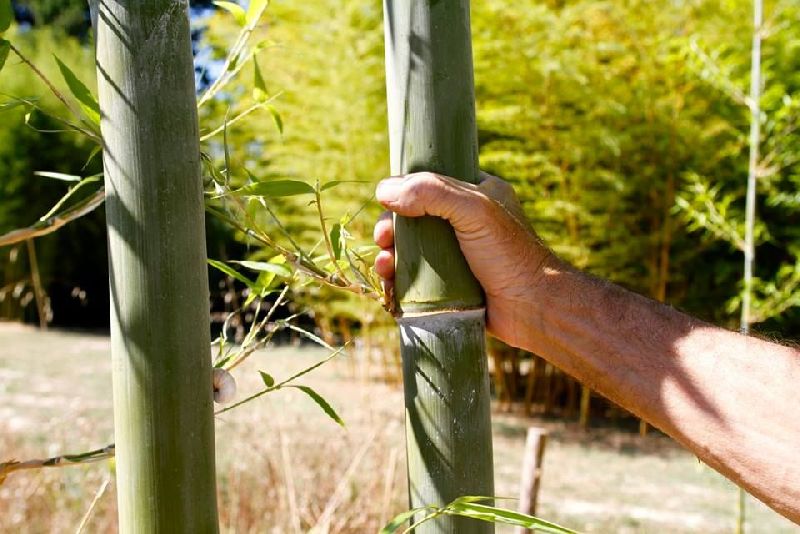 <i> Indosasa gigantea</i> 