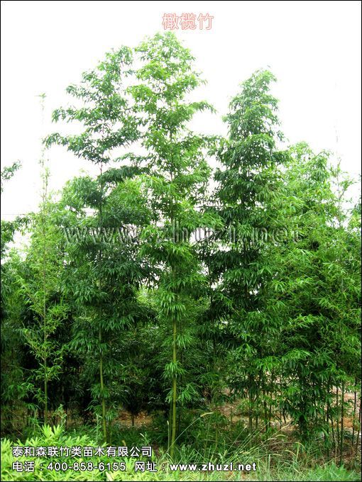 <i> Indosasa gigantea</i> 