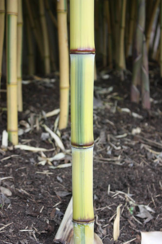 <i> Phyllostachys aureosulcata</i> 'Spectabilis'
