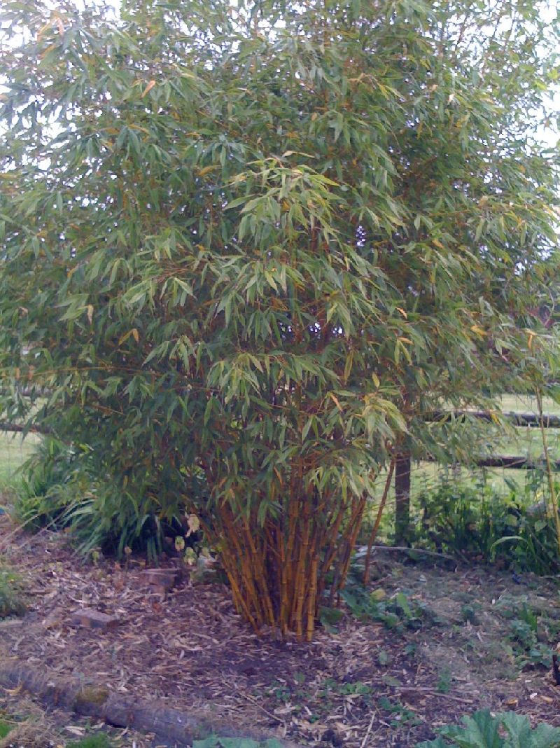 <i> Phyllostachys bambusoides</i> 'Castillon'