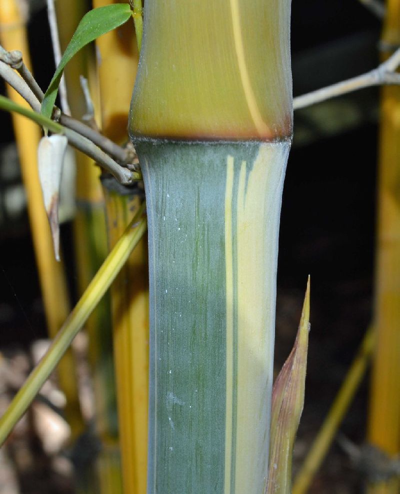 <i> Bambusa emeiensis</i> 'Viridiflavus'