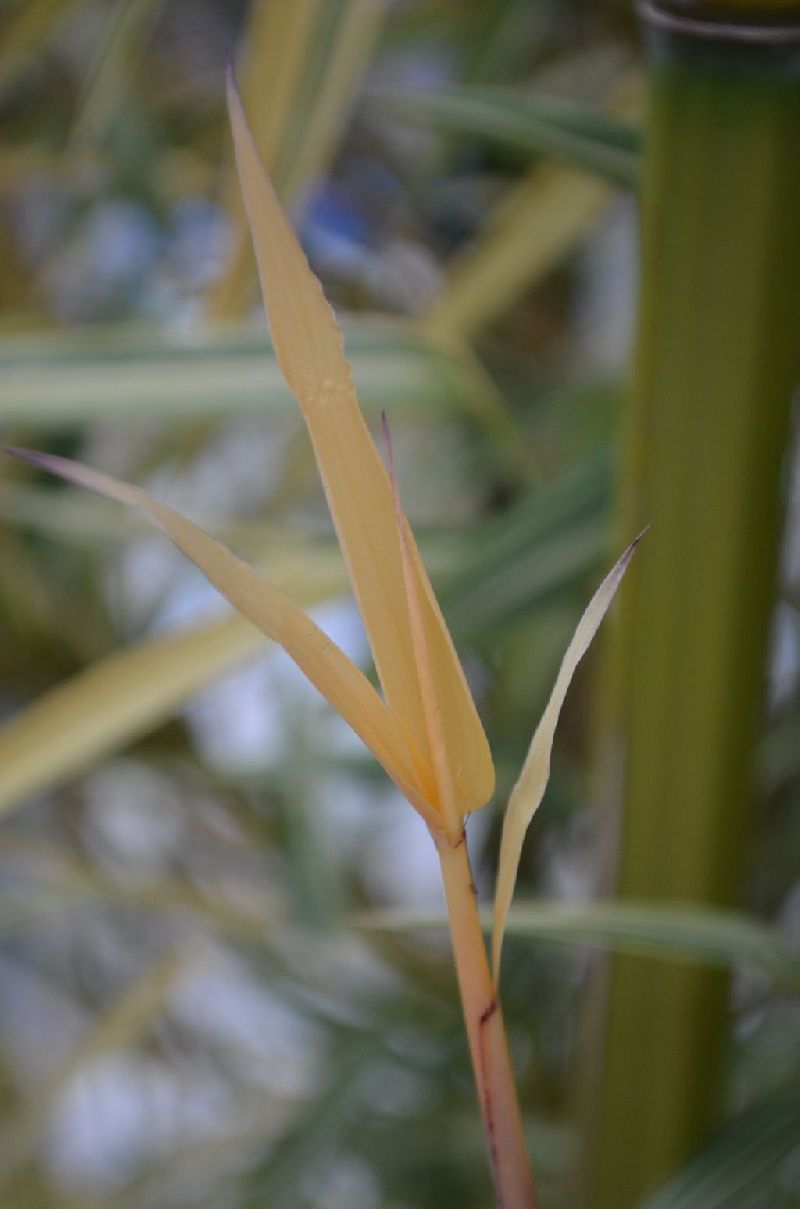 <i> Phyllostachys bambusoides</i> 'Richard Haubrich'