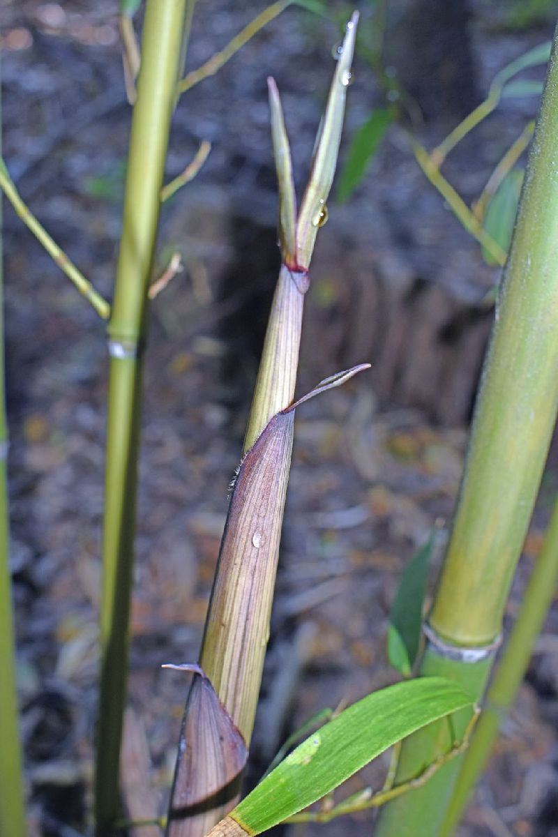 <i> Phyllostachys mannii</i> 'Decora'