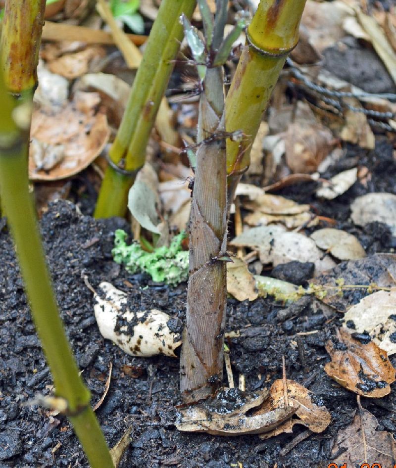 <i> Phyllostachys nigra</i> 'Bory'