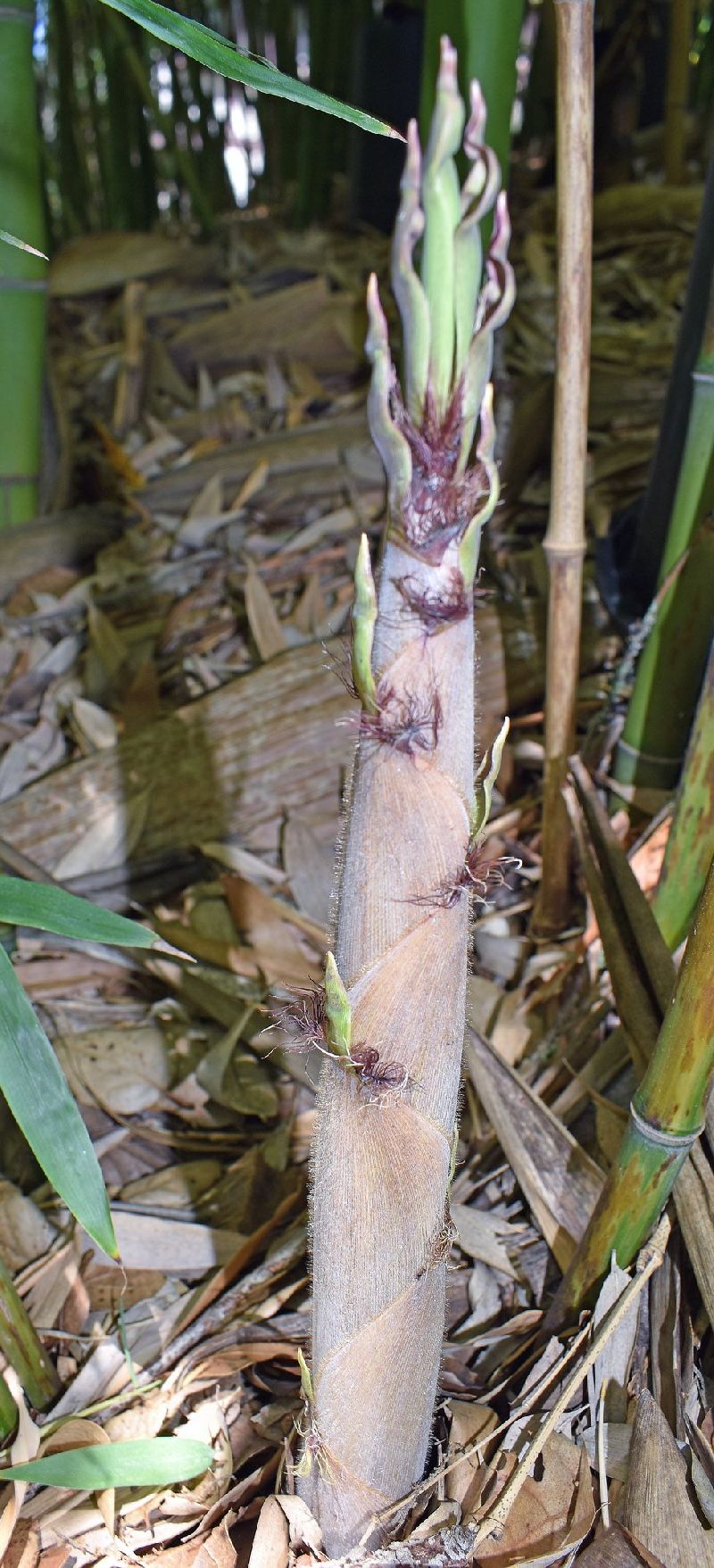 <i> Phyllostachys nigra</i> 'Bory'