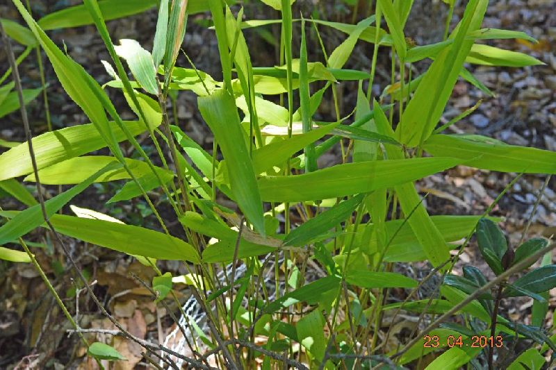 <i> Pleioblastus viridistriatus</i> 'Chrysophyllus'
