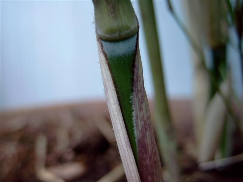 <i> Thamnocalamus crassinodus</i> 'Merlyn'