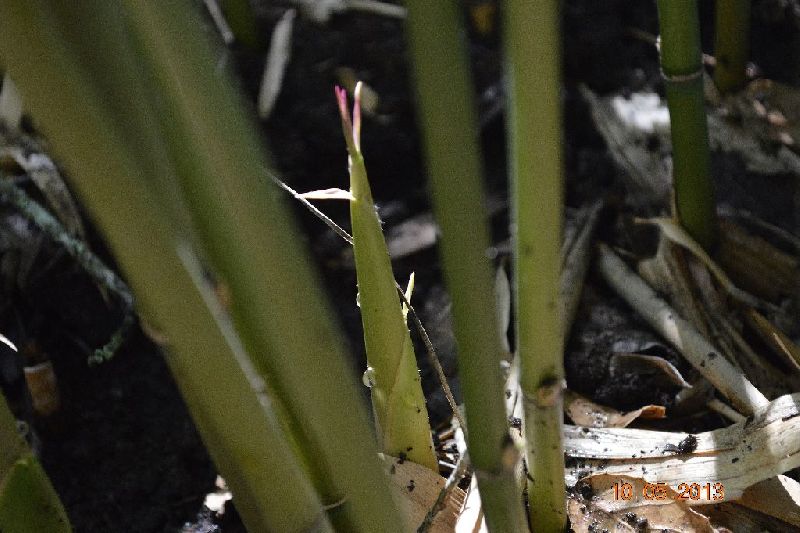 <i> Semiarundinaria okuboi</i> 