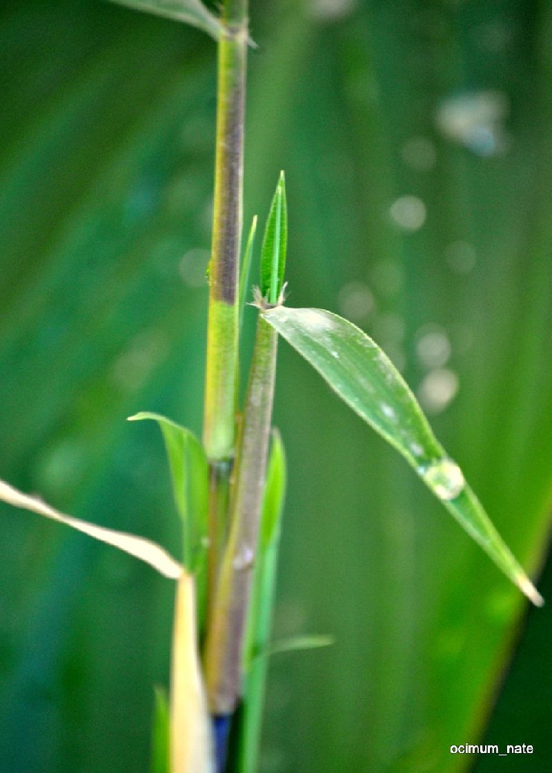 <i> Thamnocalamus tessellatus</i> 