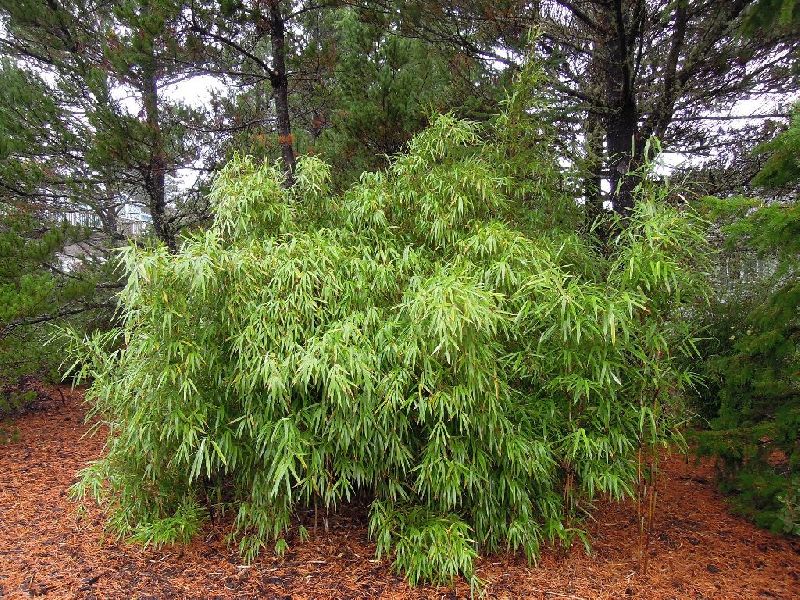 <i> Yushania maculata</i> 