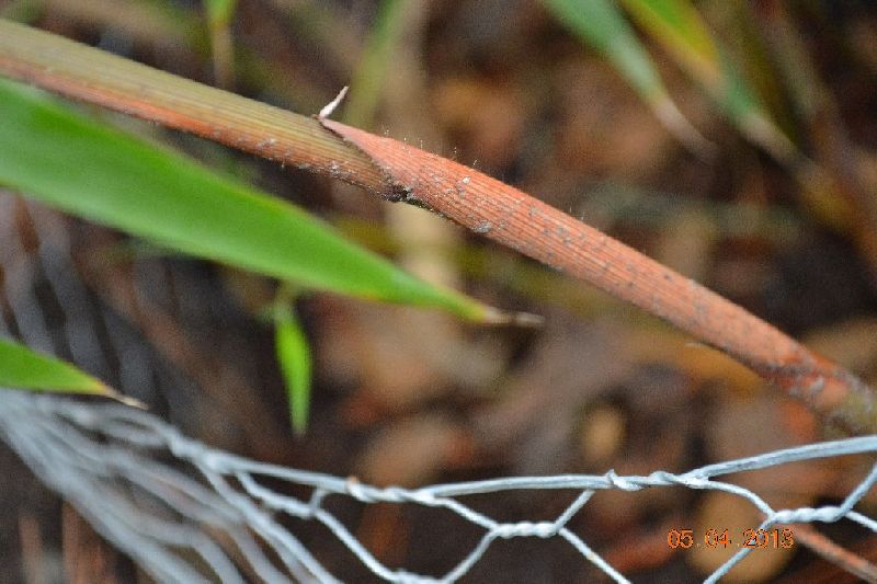 <i> Fargesia sp.</i> 'Scabrida'