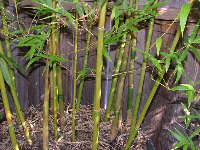 <i> Bambusa textilis</i> var. gracilis