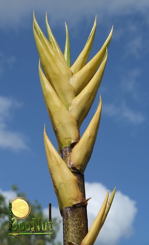 <i> Bambusa vulgaris</i> 