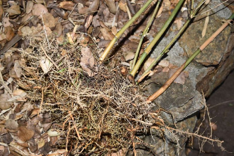 <i> Bashania fargesii</i> 