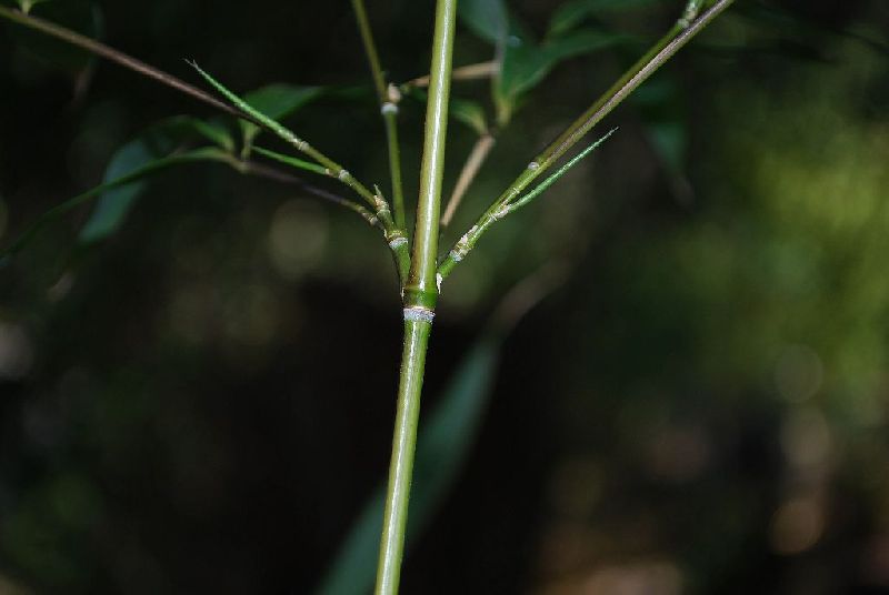 <i> Borinda angustissima</i> 