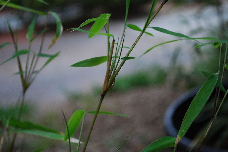<i> Borinda frigidorum</i> 
