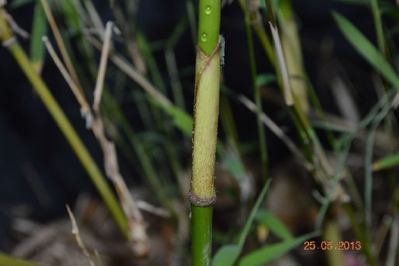 <i> Borinda frigidorum</i> 