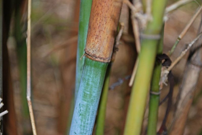 <i> Borinda fungosa</i> 