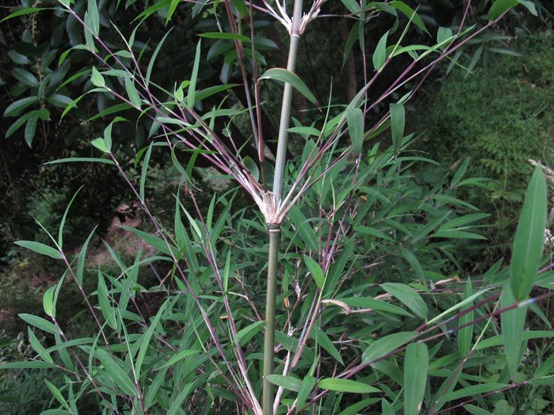 <i> Borinda perlonga</i> 