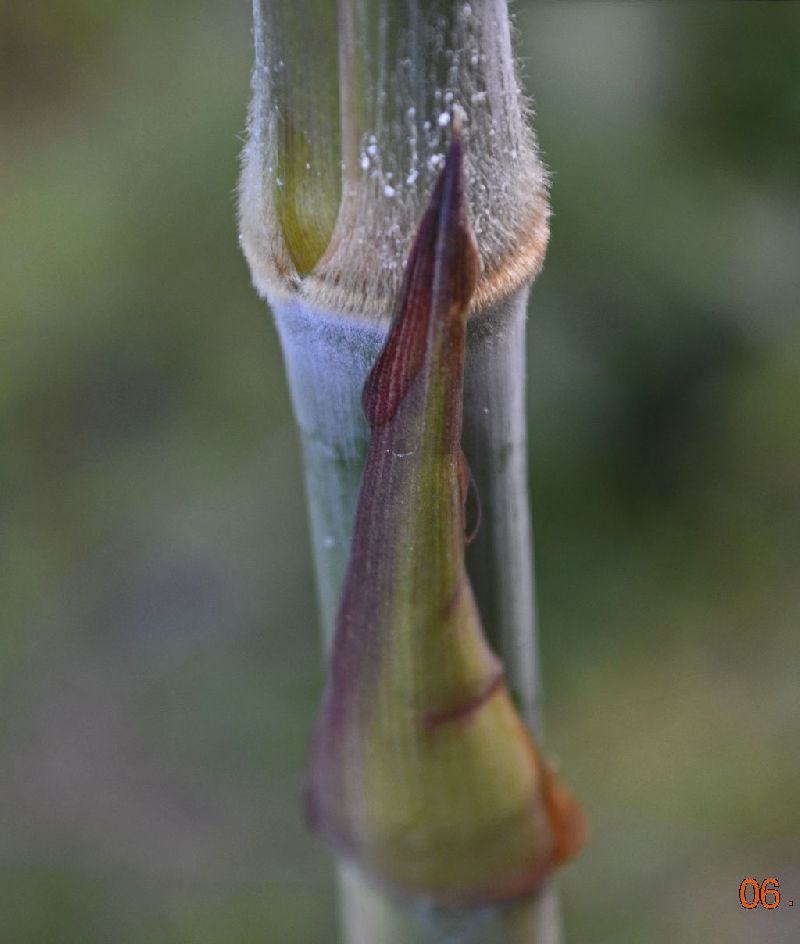 <i> Brachystachyum densiflorum</i> 
