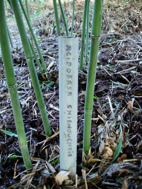 <i> Acidosasa chienouensis</i> 