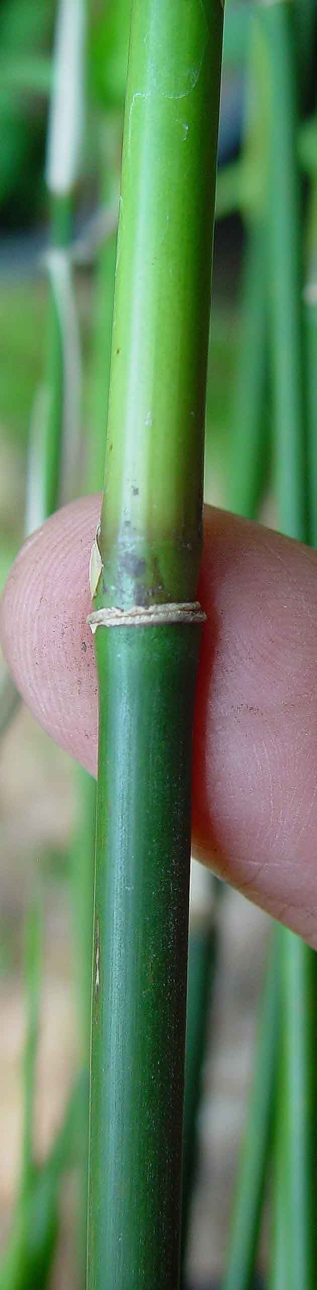 <i> Bambusa sp.</i> 'Richard Waldron'