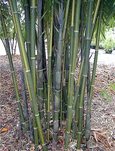 <i> Bambusa emeiensis</i> 'Viridiflavus'
