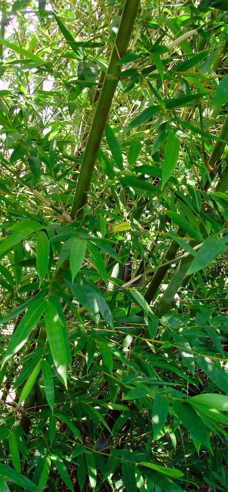 <i> Bambusa cornigera</i> 