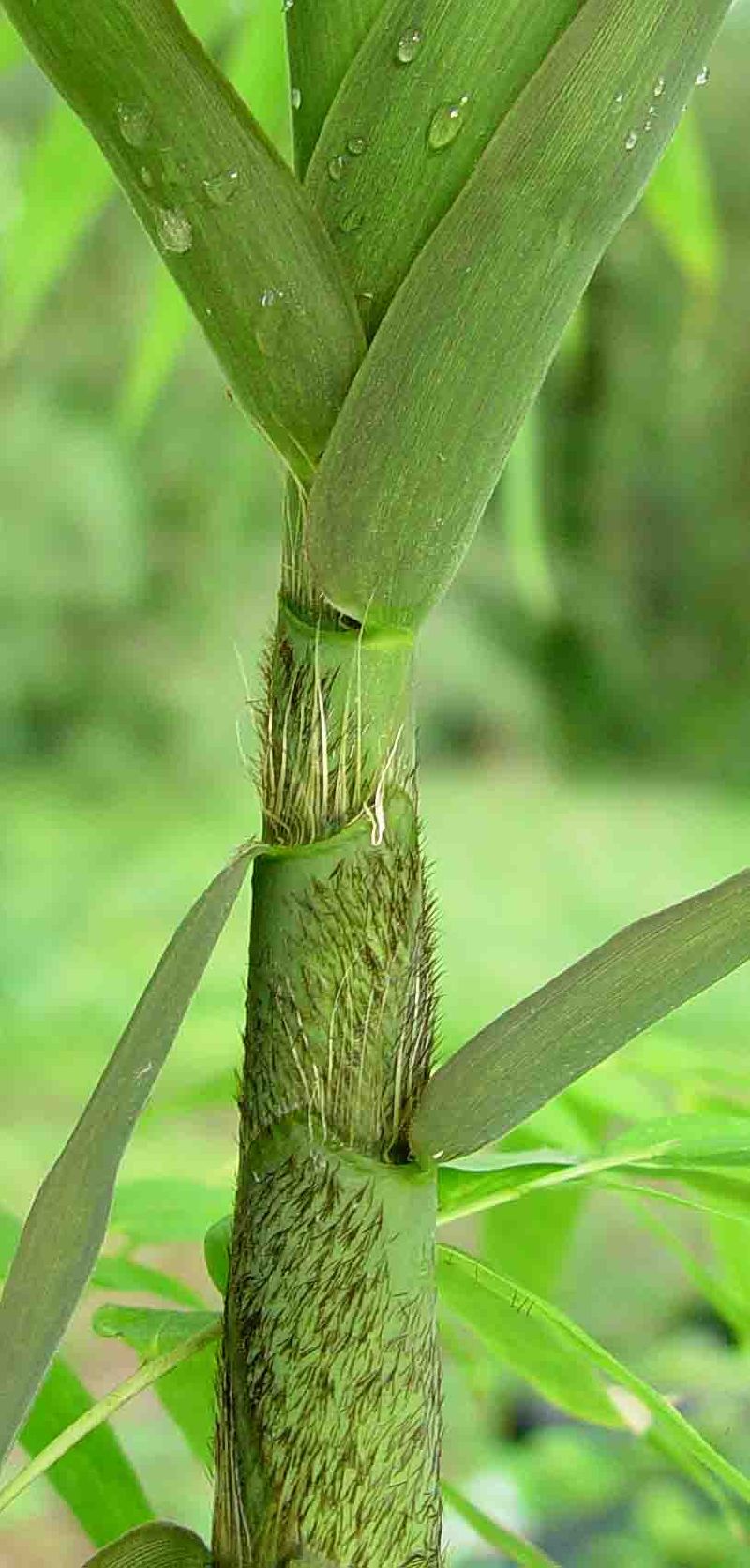 <i> Bambusa emeiensis</i> 'Viridiflavus'