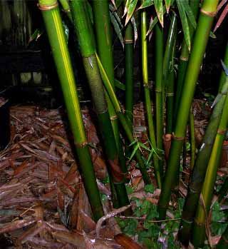 <i> Bambusa emeiensis</i> 'Viridiflavus'