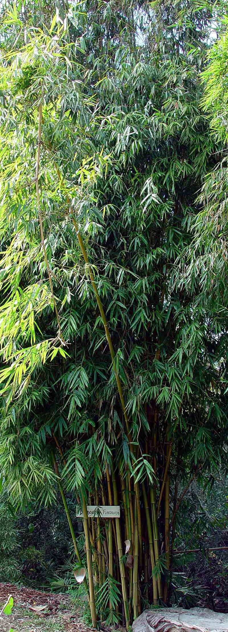 <i> Bambusa emeiensis</i> 'Flavidovirens'