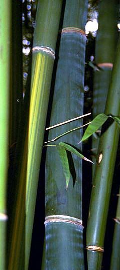 <i> Bambusa emeiensis</i> 'Viridiflavus'