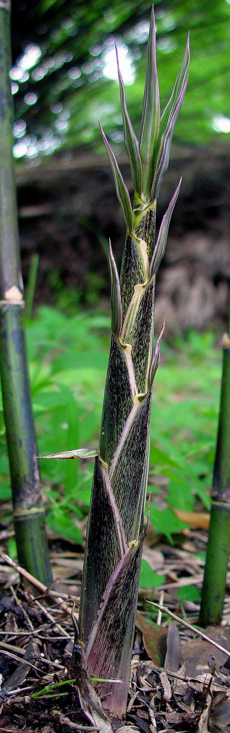 <i> Bambusa glaucophylla</i> 
