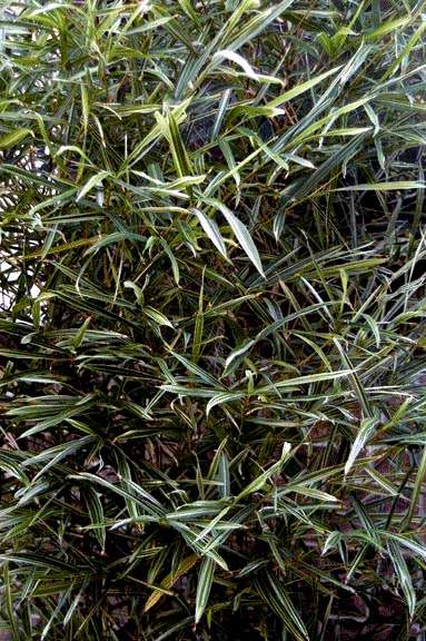 <i> Bambusa glaucophylla</i> 