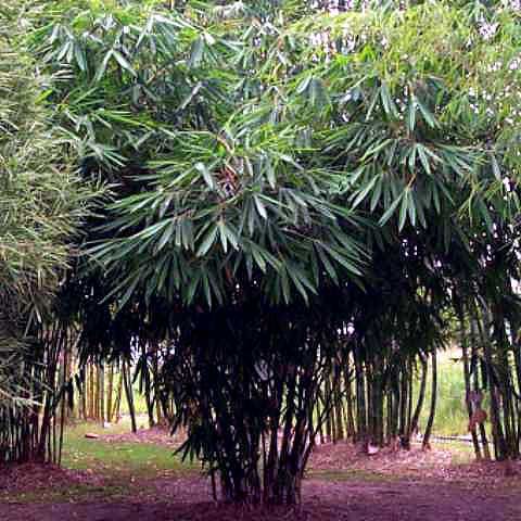 <i> Gigantochloa luteostriata</i> 