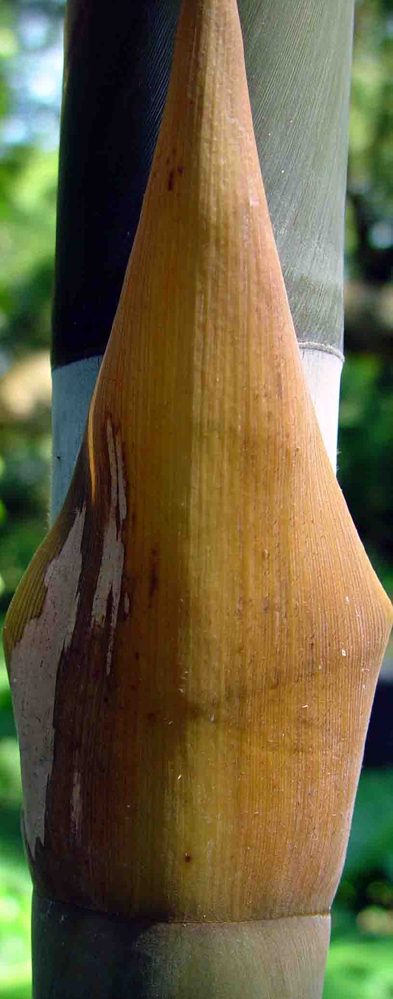 <i> Bambusa textilis</i> 'Mutabilis'