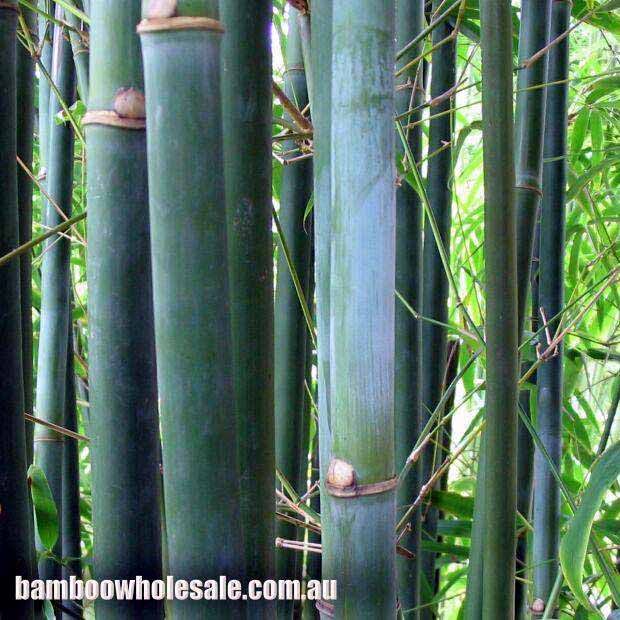 <i> Bambusa textilis</i> var. gracilis