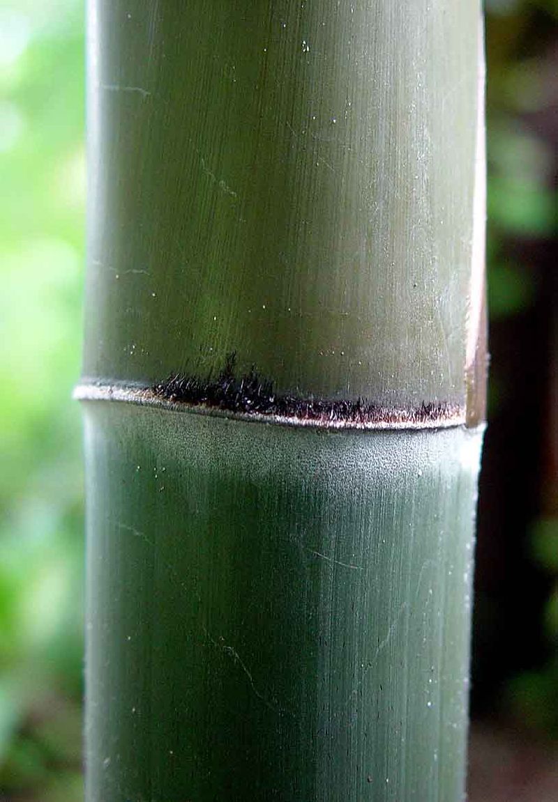 <i> Bambusa textilis</i> 'Kanapaha'