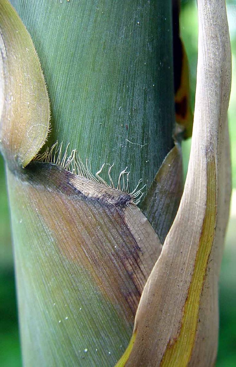 <i> Bambusa textilis</i> 'Mutabilis'