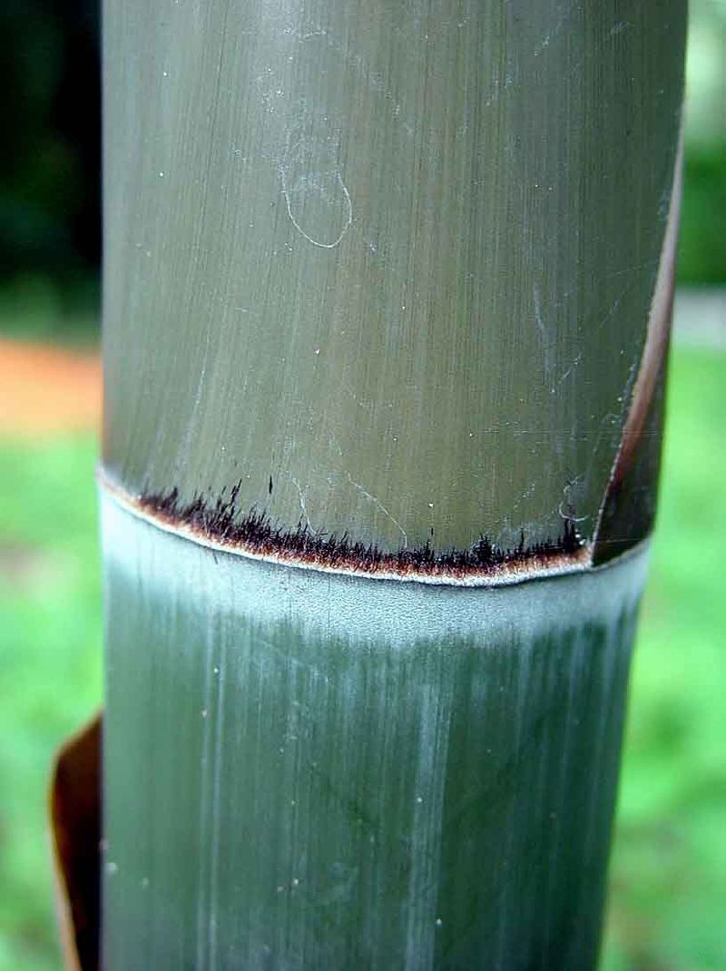 <i> Bambusa textilis</i> 'Mutabilis'