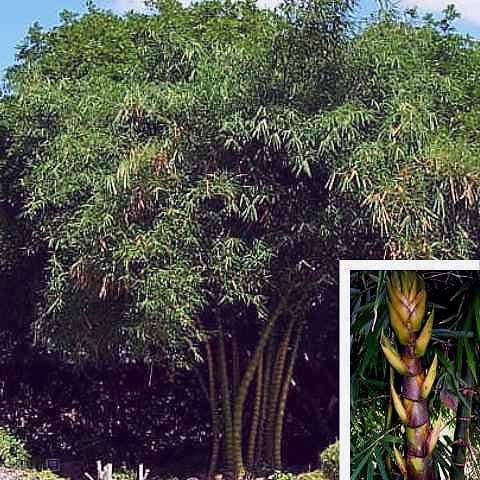 <i> Bambusa vulgaris</i> 'Wamin'