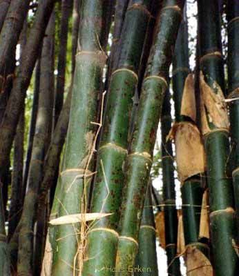 <i> Bambusa maculata</i> 