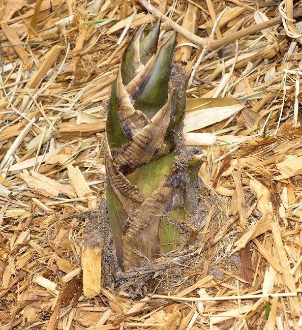 <i> Bambusa bambos</i> 