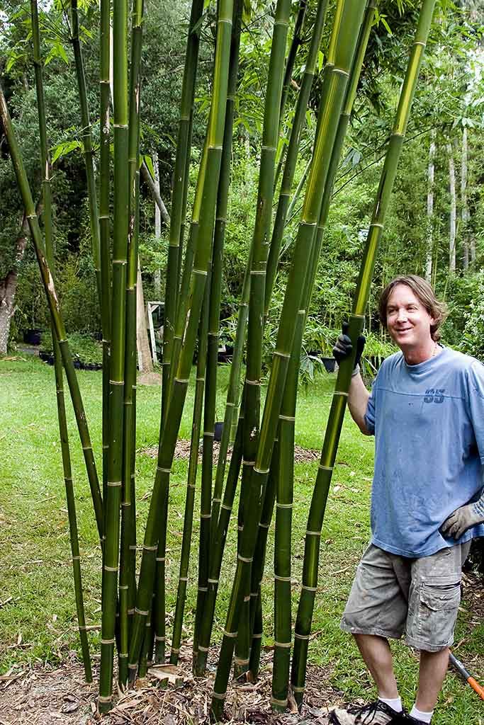 <i> Bambusa emeiensis</i> 'Viridiflavus'