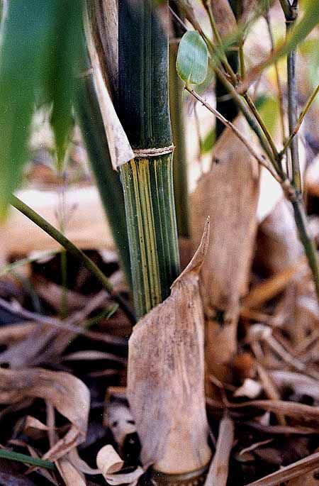 <i> Bambusa longispiculata</i> 