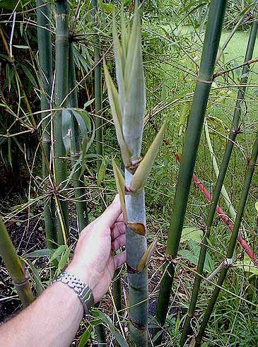 <i> Bambusa rigida</i> 