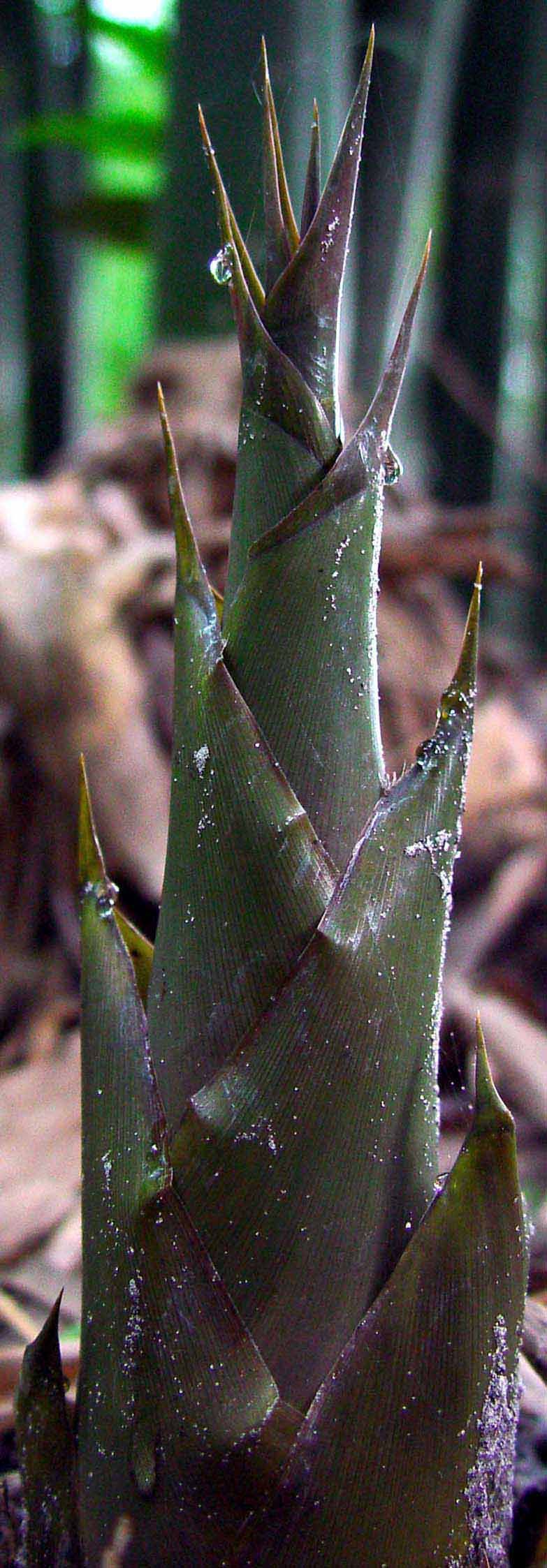 <i> Bambusa textilis</i> 